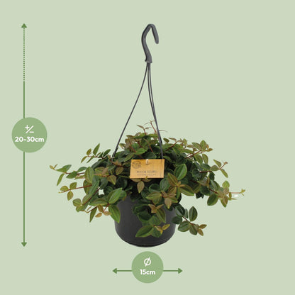 Peperomia Ang.Rocca Scuro - Ø15cm - ↕25cm - Pflanzfix24