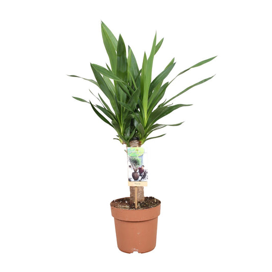 Yucca Elephantipes - Ø17cm - ↕60cm - Pflanzfix24