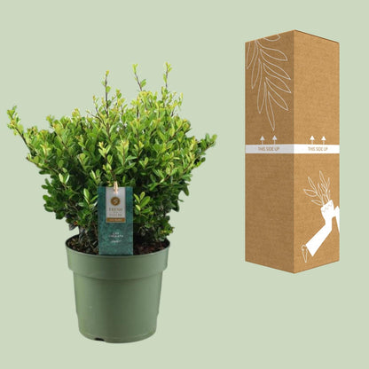 Ilex Crenata 'Jenny'® P17 - Pflanzfix24