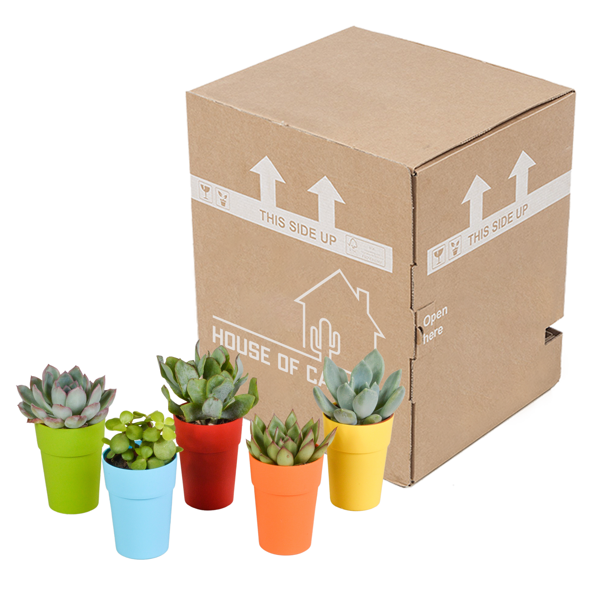 Vetplanten-Mischung 5x Sukkulenten 5,5 cm bunter Kunststofftopf | Pflanzfix24.de - Pflanzfix24.de