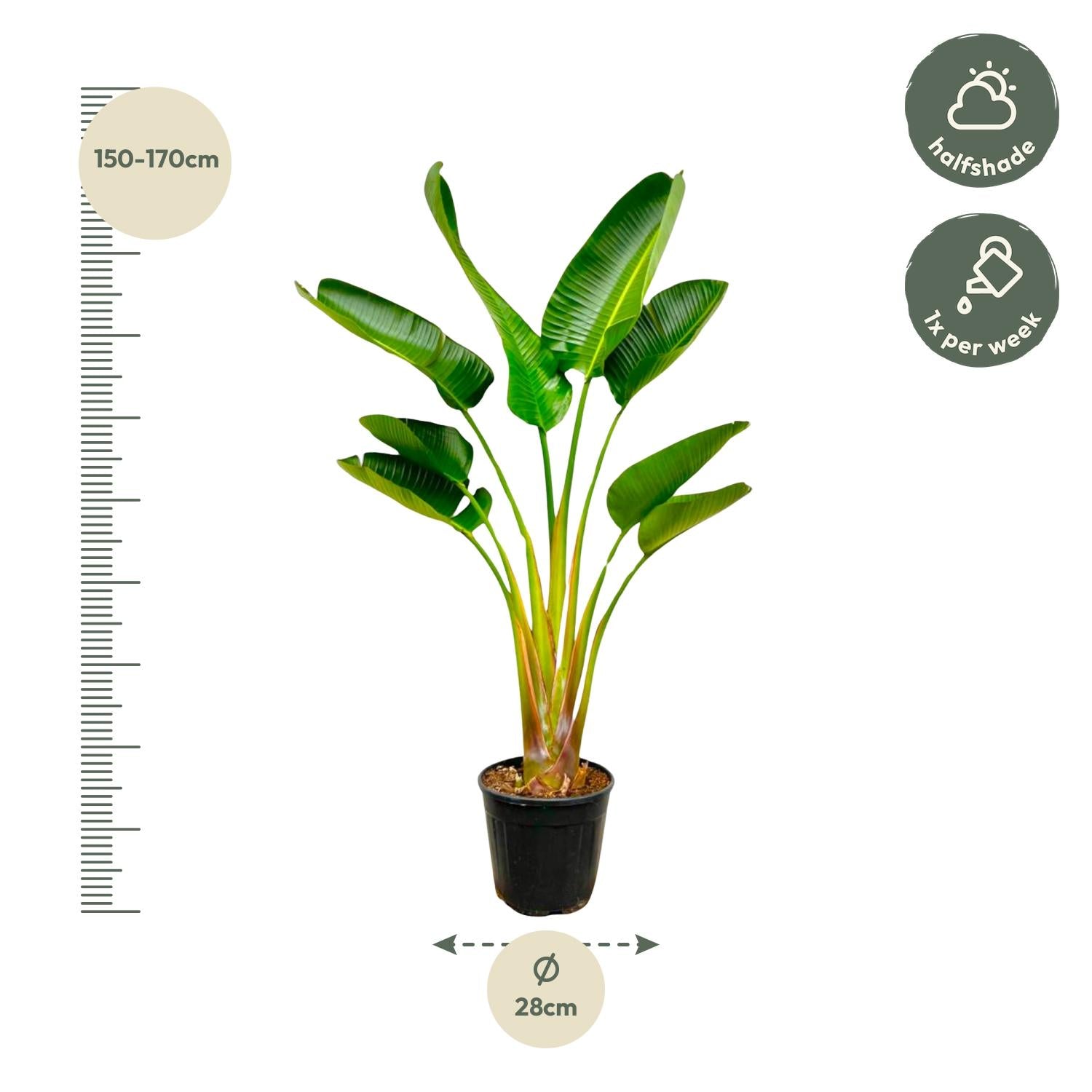 Strelitzia Augusta 160 cm Ø24 – Weißer Paradiesvogel | Pflanzfix24.de - Pflanzfix24.de