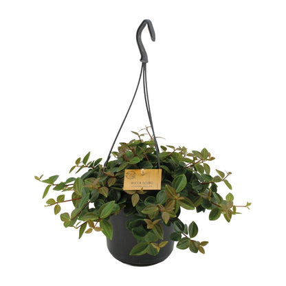 Peperomia Ang.Rocca Scuro - Ø15cm - ↕25cm - Pflanzfix24