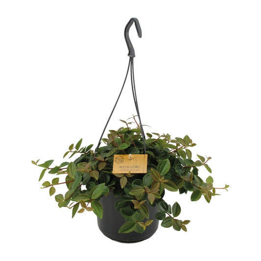 Peperomia Ang.Rocca Scuro - Ø15cm - ↕25cm - Pflanzfix24