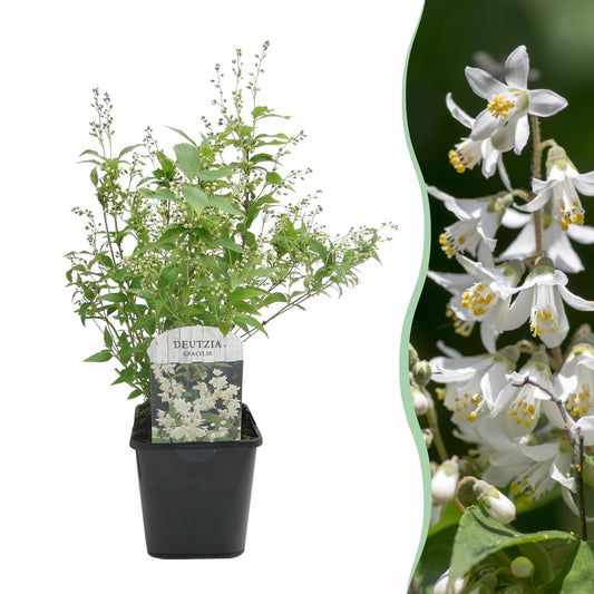 Pflanzfix24.de - Deutzia Gracilis - Blüte Weiß - 1 Pflanze - Topf 17cm - Pflanzfix24.de