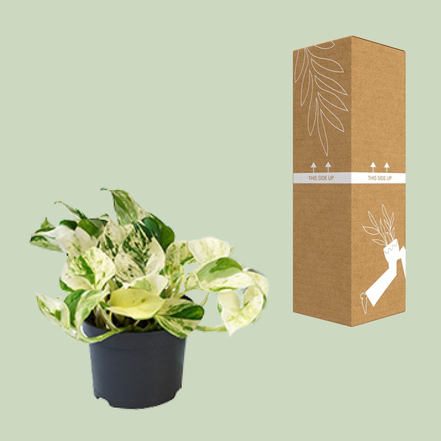 Epipremnum Marble Queen Ø12cm – pflegeleichte Geldpflanze | Pflanzfix24.de - Pflanzfix24.de