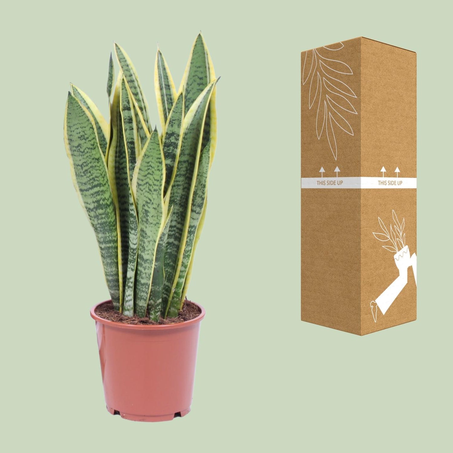 Sansevieria Trifasciata Laurentii Ø14cm | Luftreinigende Zimmerpflanze – Pflanzfix24.de - Pflanzfix24.de