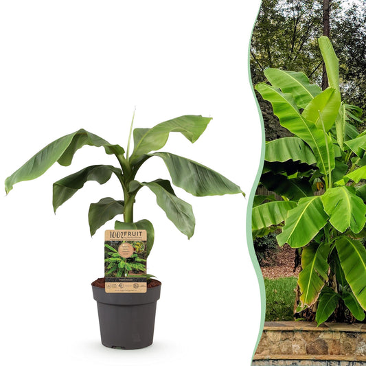 pflanzfix24 - Japanische Faserbanane - Musa Basjoo - Winterhart - Topf 21cm Höhe 90cm