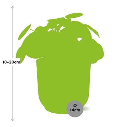Pilea Peperomioides 12 cm im ELHO Vibes Fold Gelb | Pflanzfix24