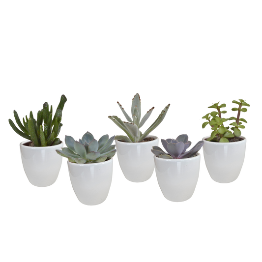 Vetplanten-Mischung 5x Sukkulenten 5,5 cm weißer Topf | Pflanzfix24.de - Pflanzfix24.de