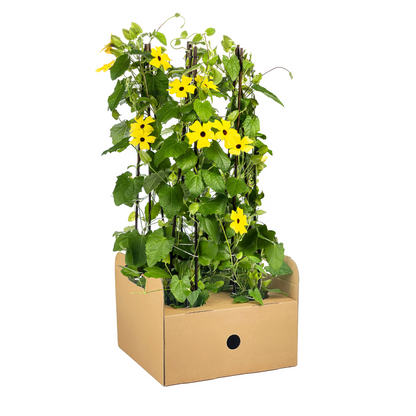 4x Thunbergia alata Sunny Susy Yellow Ø13 cm - ↕60 cm - Pflanzfix24