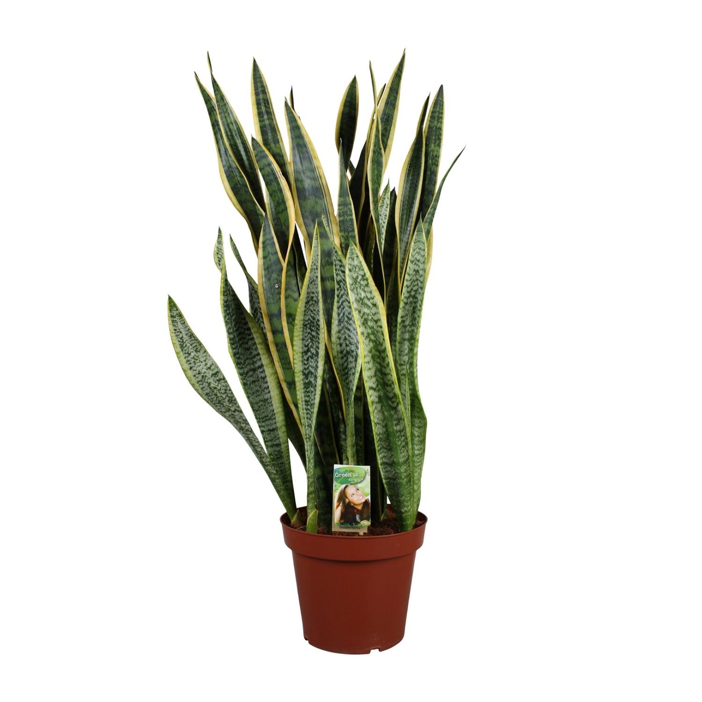 Sansevieria Laurentii P26 - Extra Dik - Ø27cm - ↕100cm - Pflanzfix24