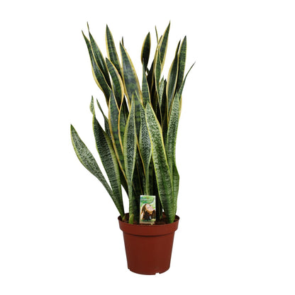 Sansevieria Laurentii P26 - Extra Dik - Ø27cm - ↕100cm - Pflanzfix24