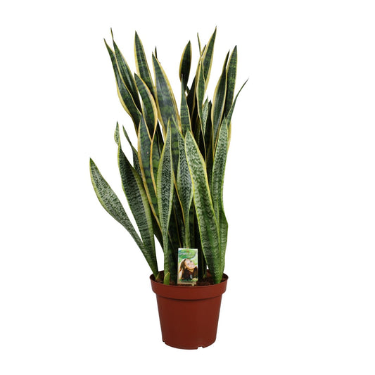 Sansevieria Laurentii P26 - Extra Dik - Ø27cm - ↕100cm - Pflanzfix24