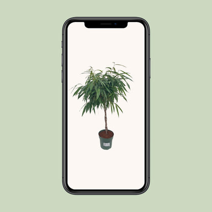 Ficus Mahori / Alii Gevlochten - Ø27cm - ↕110cm von Pflanzfix24