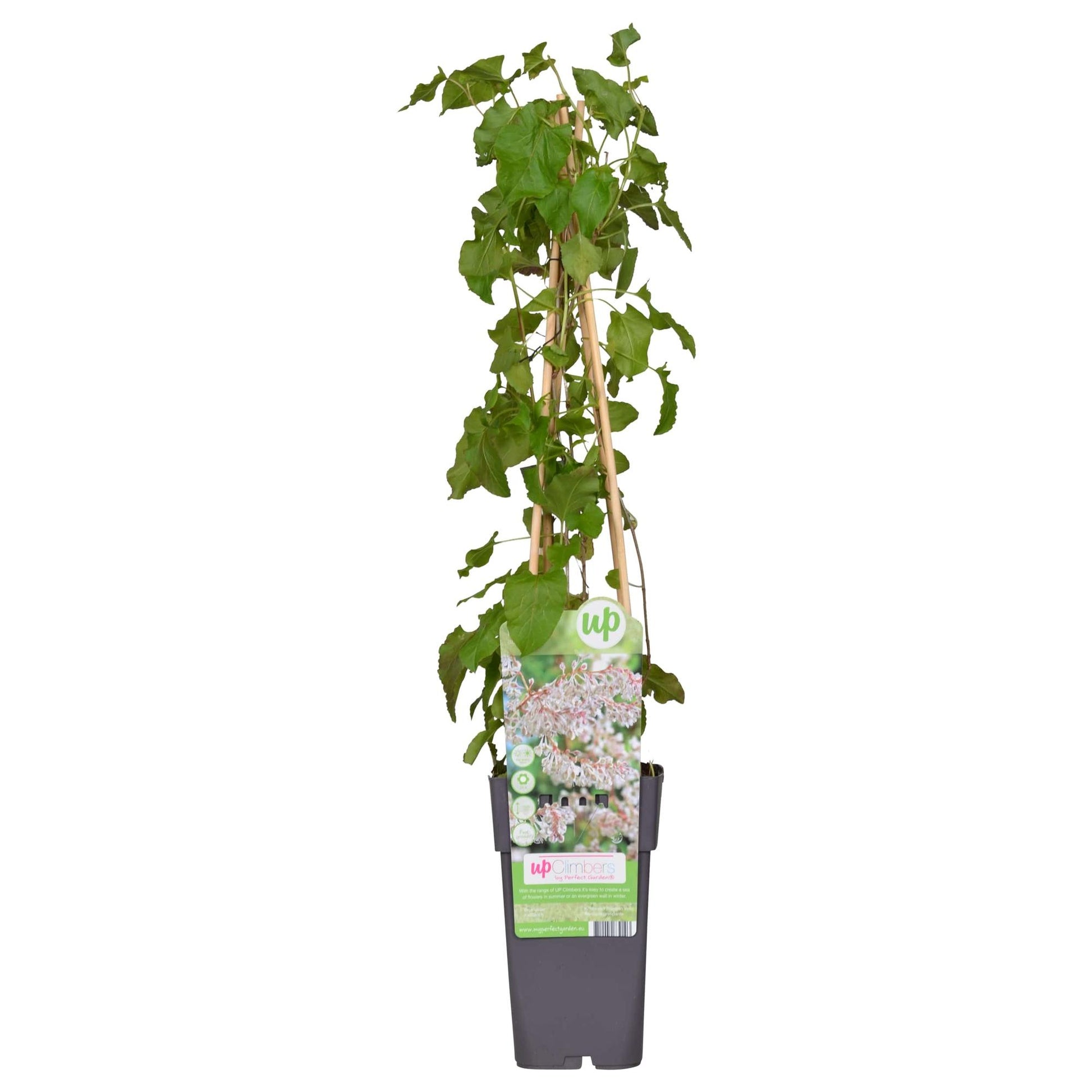 Brautschleier - Ø15cm - ↕65cm - Pflanzfix24.de - Pflanzfix24.de