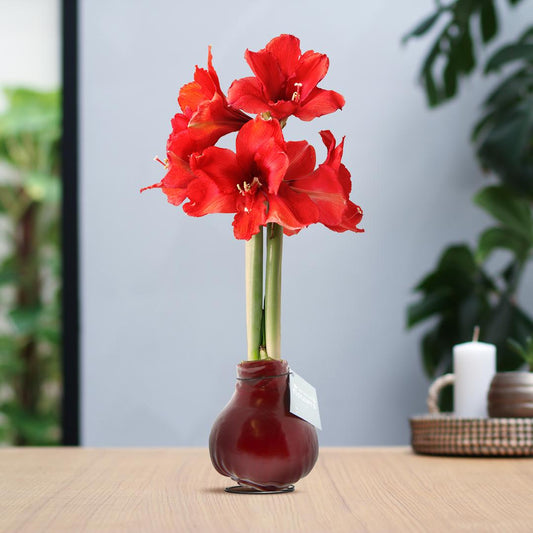 No Water Flowers® (wax amaryllis) | Waxz® Colours - Bordeaux + Red flower - Pflanzfix24
