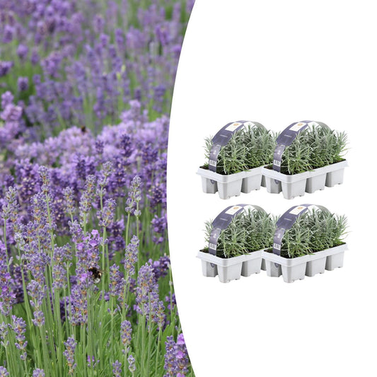 4x 6 Pack Lavendel angustifolia - Ø7 cm - ↕15 cm - Pflanzfix24.de - Pflanzfix24.de