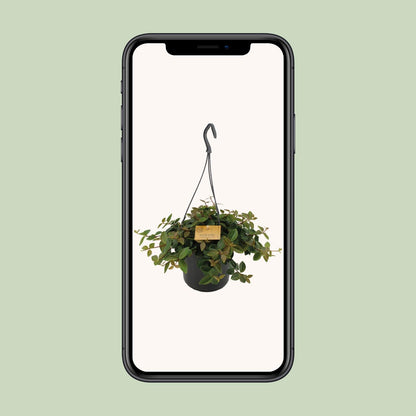 Peperomia Ang.Rocca Scuro - Ø15cm - ↕25cm - Pflanzfix24