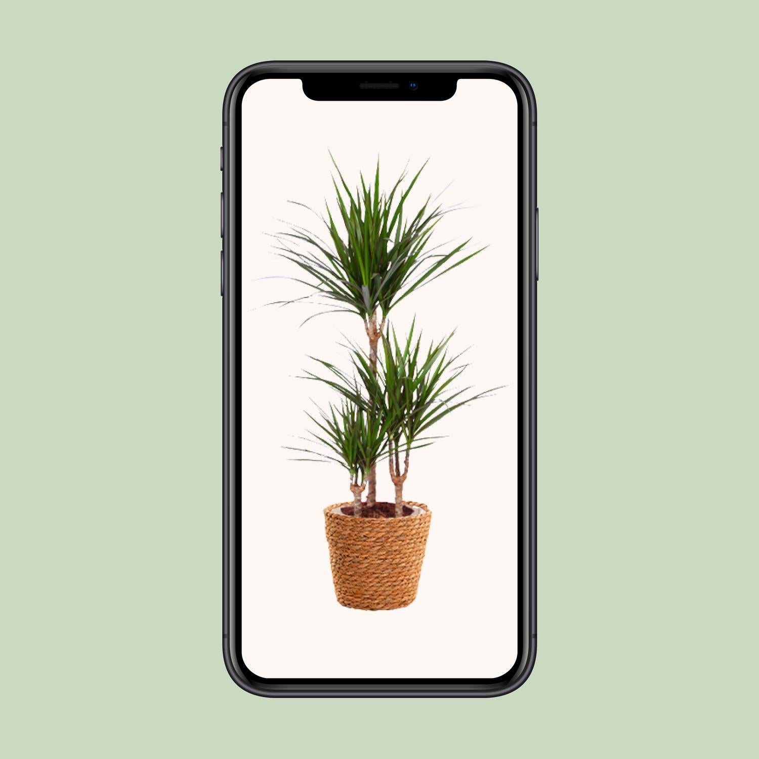 Dracaena Marginata - Ø21cm - ↕95cm - Pflanzfix24.de - Pflanzfix24.de