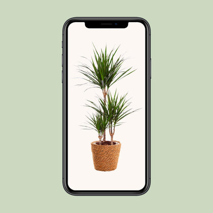 Dracaena Marginata - Ø21cm - ↕95cm - Pflanzfix24.de - Pflanzfix24.de