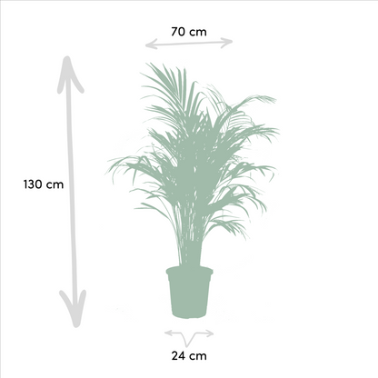 Areca & Yucca Zimmerpflanzen Set - 130cm & 100cm - Pflanzfix24