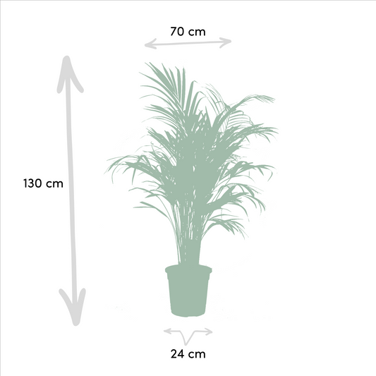 Areca & Yucca Zimmerpflanzen Set - 130cm & 100cm - Pflanzfix24