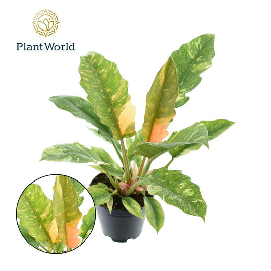 Philodendron Narrow 'Ring Of Fire' P14 - Pflanzfix24