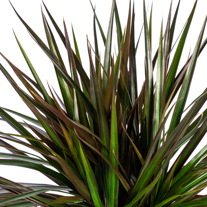 Dracaena Marginata Magenta Ø24cm 130-150cm – pflanzfix24