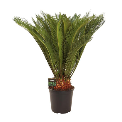 Cycas Revoluta - Ø24 ↕90 von Pflanzfix24