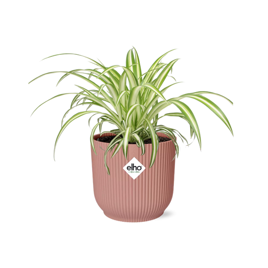Chlorophytum Comosum Variegatum – Grünlilie im ELHO Vibes Fold Ø14 cm rosa | Pflanzfix24