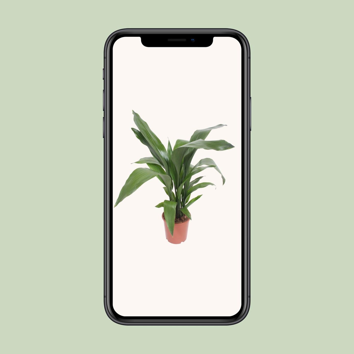 Aspidistra Elatior - Ø19cm - ↕80cm - Pflanzfix24