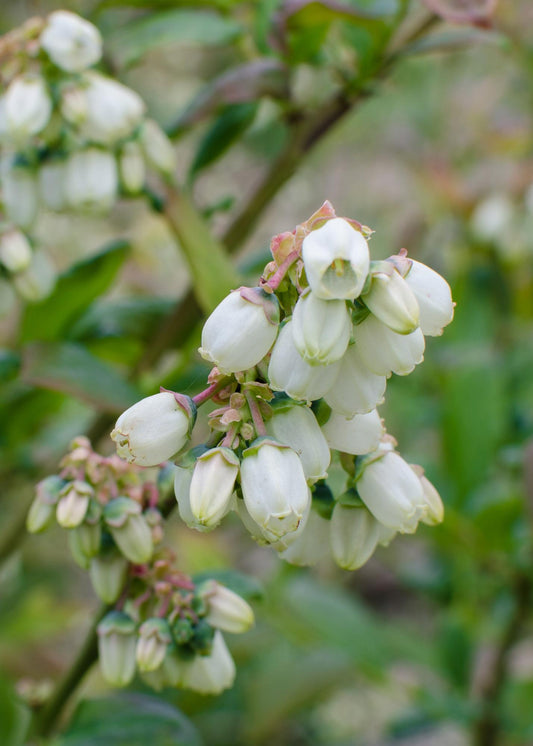 5x - Vaccinium corymbosum 'Reka' - ↨45cm - Ø13 - Pflanzfix24