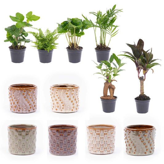 Mini planten set 6 - pflanzfix24