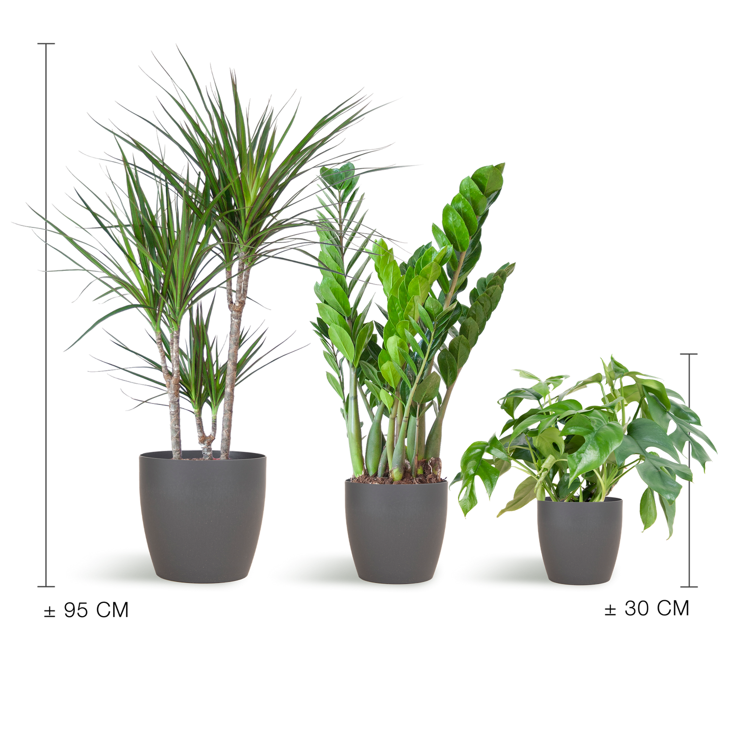 Shade Plant Box medium mit grauem Vibers-Topf | Pflanzfix24.de - Pflanzfix24.de
