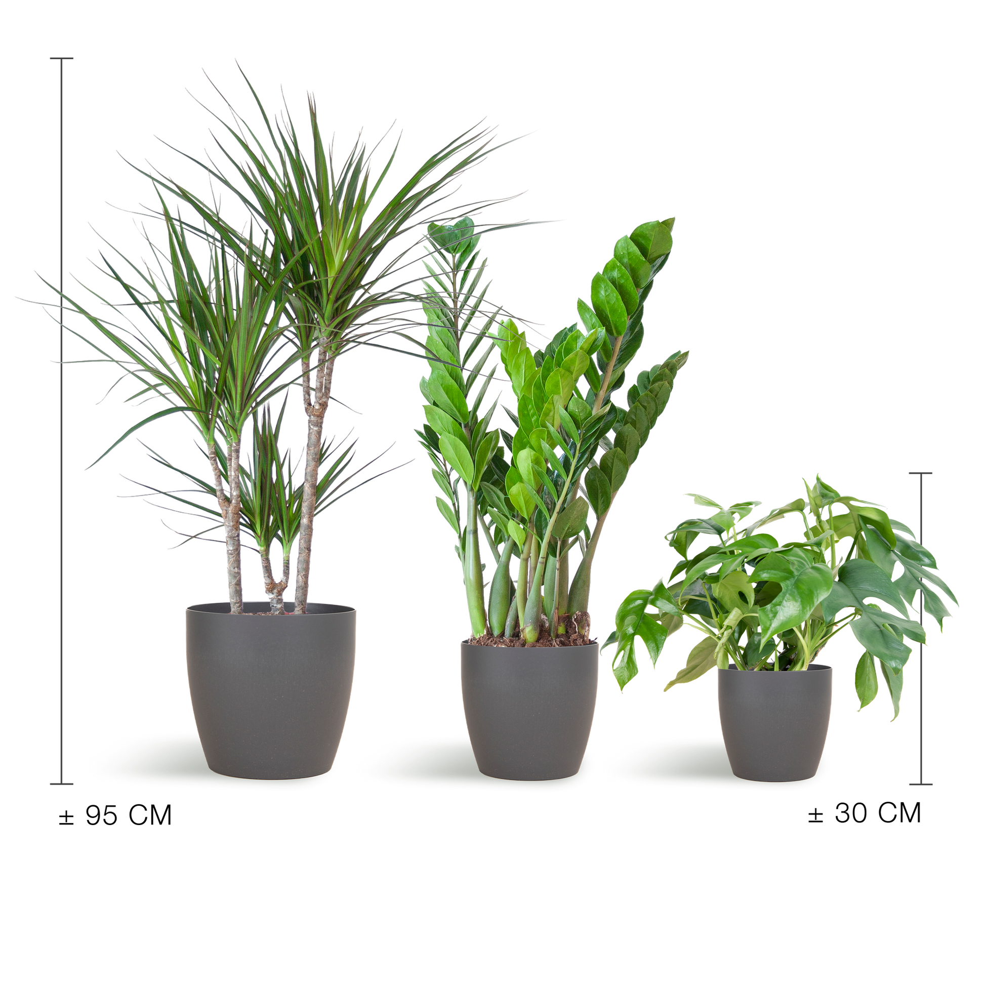 Shade Plant Box medium mit grauem Vibers-Topf | Pflanzfix24.de - Pflanzfix24.de