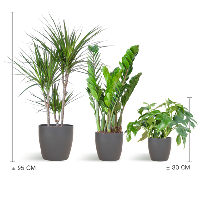 Shade Plant Box medium mit grauem Vibers-Topf | Pflanzfix24.de - Pflanzfix24.de