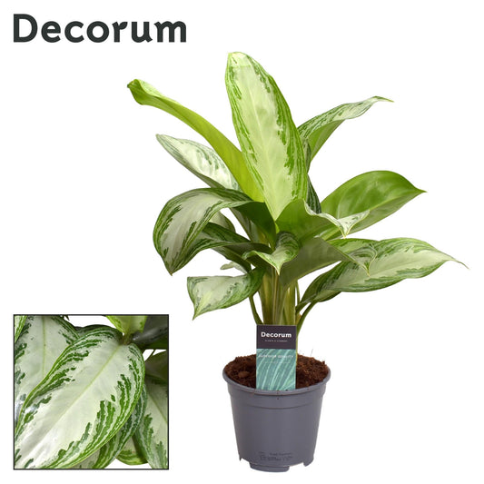 Aglaonema Silver Bay (Decorum) - Ø14cm - ↕40cm - Pflanzfix24