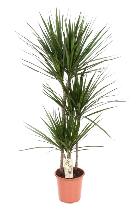 Dracaena Marginata - Ø21 ↕120 bei Pflanzfix24.de - Pflanzfix24.de