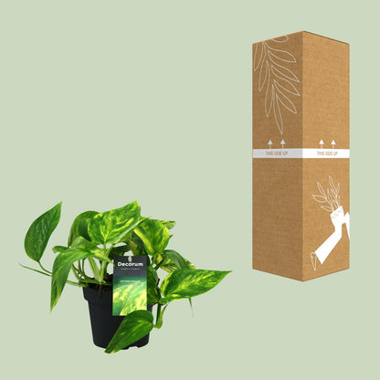 Scindapsus Pinnatum HiColor 20cm – Ø12cm Topf – Pflanzfix24.de - Pflanzfix24.de