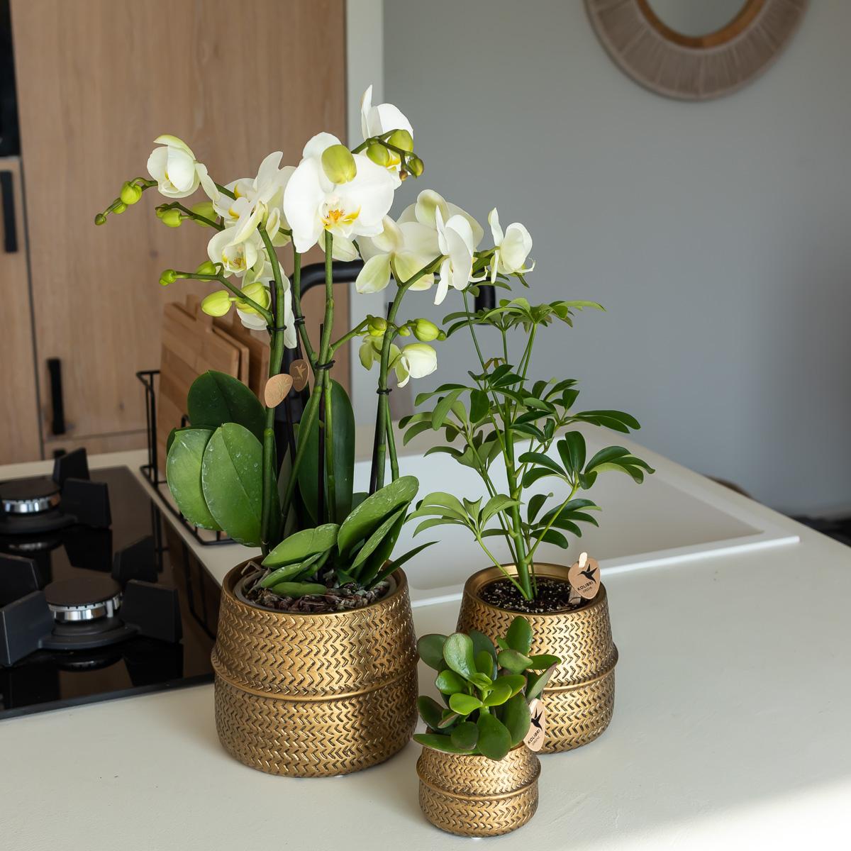 Pflanzfix24.de | Groove Blumentopf - Goldener Keramik-Topf - Ø6cm - Pflanzfix24.de