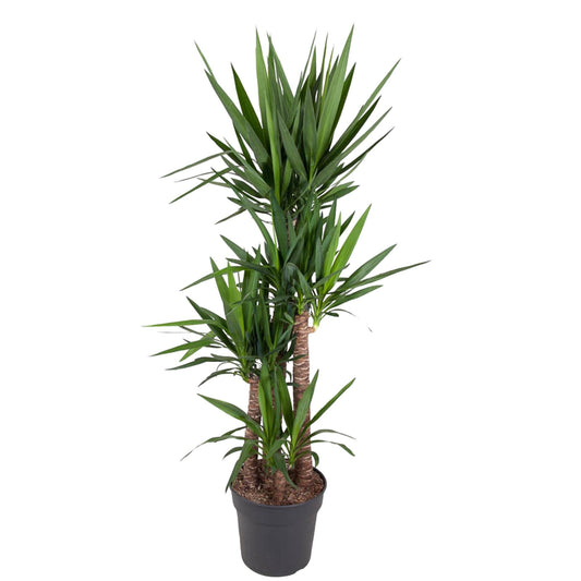 Yucca Elephantipes 180 cm – Pflanzfix24.de - Pflanzfix24.de