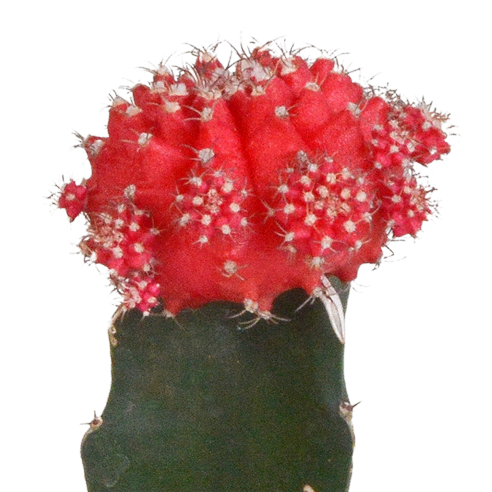 Euphorbia meloformis variegata - Gymnocalycium mix - 5,5cm - 3x - Pflanzfix24.de - Pflanzfix24.de