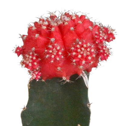Euphorbia meloformis variegata - Gymnocalycium mix - 5,5cm - 3x - Pflanzfix24.de - Pflanzfix24.de