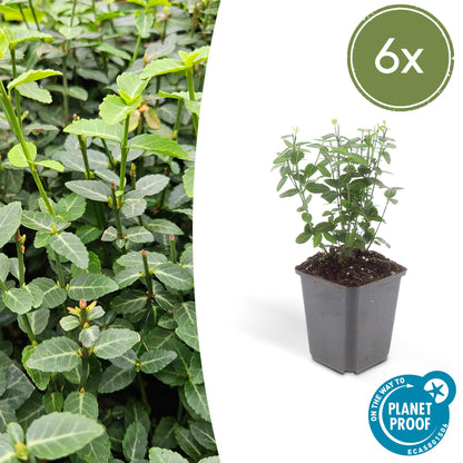 6x Euonymus fortunei radicans - ↕10-25cm - Ø9cm - Pflanzfix24.de - Pflanzfix24.de