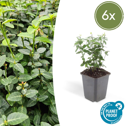 6x Euonymus fortunei radicans - ↕10-25cm - Ø9cm - Pflanzfix24.de - Pflanzfix24.de