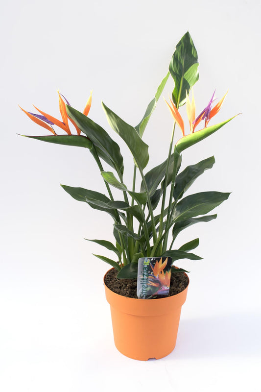 Strelitzia 4pp Met Kunstbloem -17 - Ø17cm - ↕40cm bei Pflanzfix24