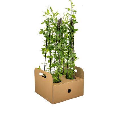 4x Lathyrus odoratus Ø13 cm - ↕60 cm bei Pflanzfix24