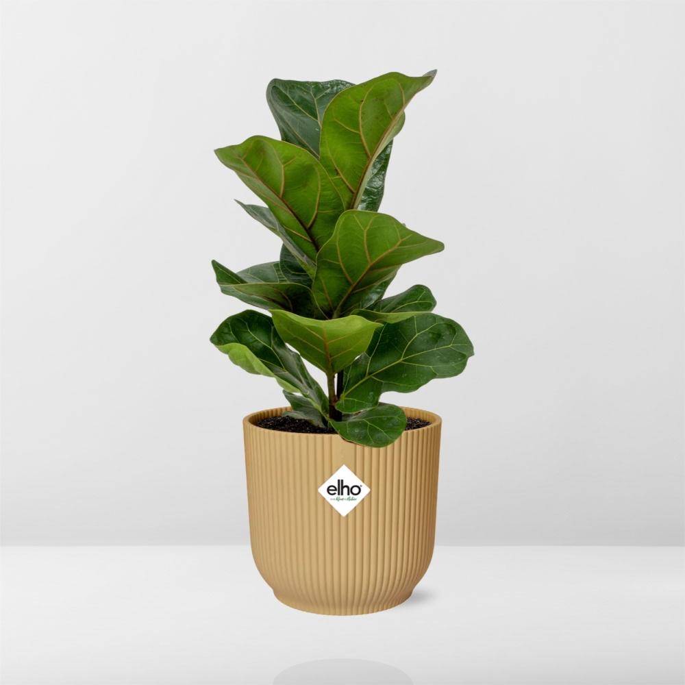 Ficus Lyrata 'Bambino' im ELHO Vibes Fold 14cm gelb - Pflanzfix24