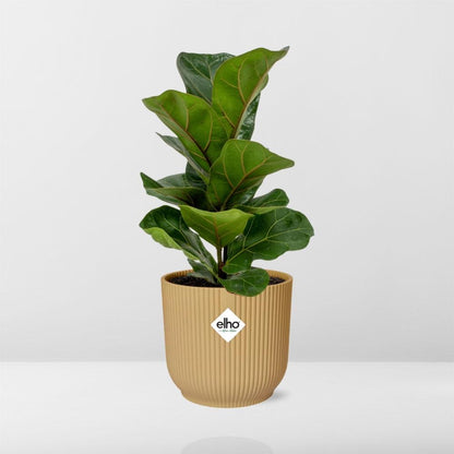 Ficus Lyrata 'Bambino' im ELHO Vibes Fold 14cm gelb - Pflanzfix24