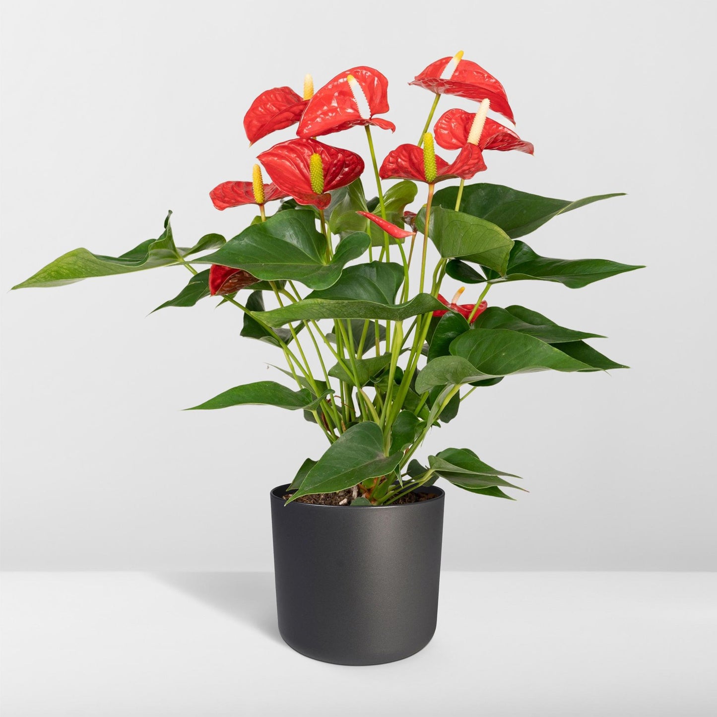 Anthurium Red - Ø17cm - ↕55cm - Pflanzfix24.de - Pflanzfix24.de